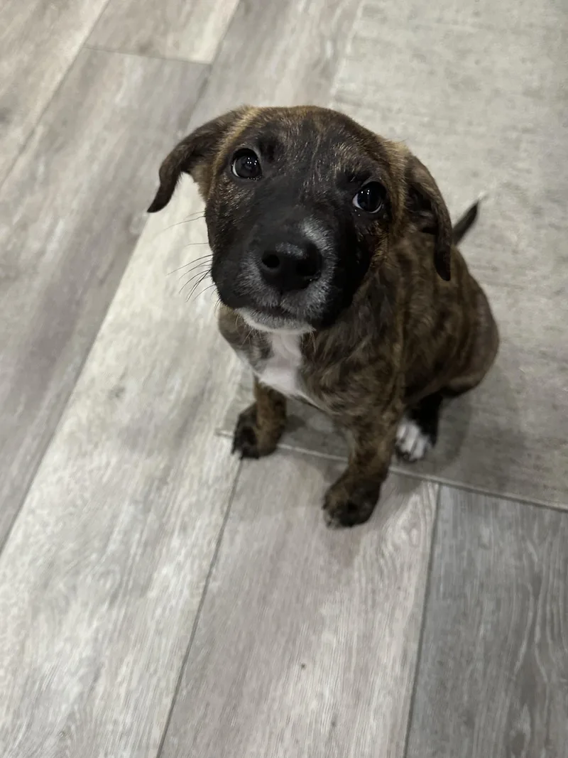 A baby medium-sized female Brindle Australian Shepherd dog named Brenda Lee for adoption in Cordova, TN