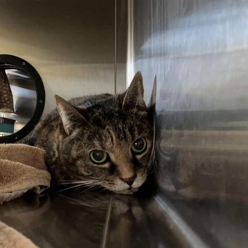 A senior medium-sized female Brown / Chocolate Domestic Short Hair cat named Squeaky for adoption in Lakeland, FL