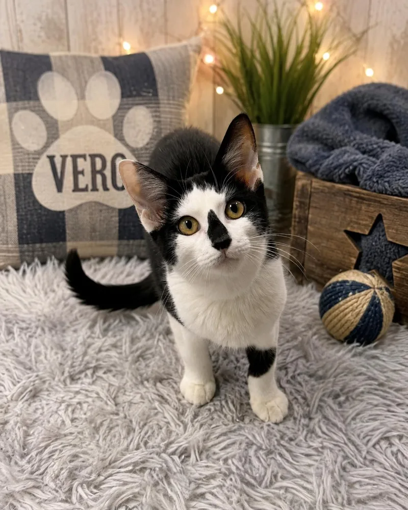 Vero