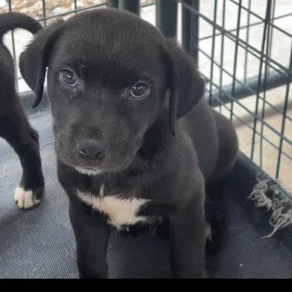 A baby small-sized male Black Mixed Breed dog named Dump Truck for adoption in Lake Jackson, TX