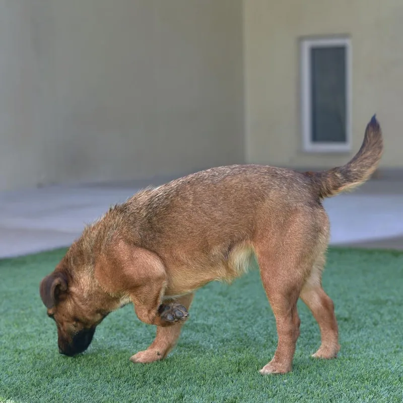 An adult small-sized female Red / Chestnut / Orange Wirehaired Terrier dog named Mimosa for adoption in Ottawa, KS