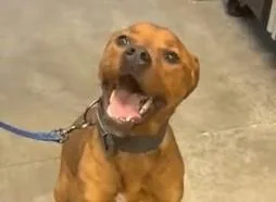 A young large-sized male Nova Scotia Duck Tolling Retriever dog named Bear for adoption in Olathe, KS