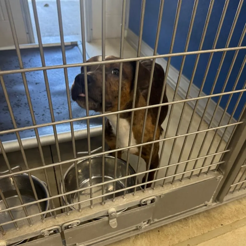 A young medium-sized male Brown / Chocolate Pit Bull Terrier dog named SLBYStray for adoption in Shelbyville, IL