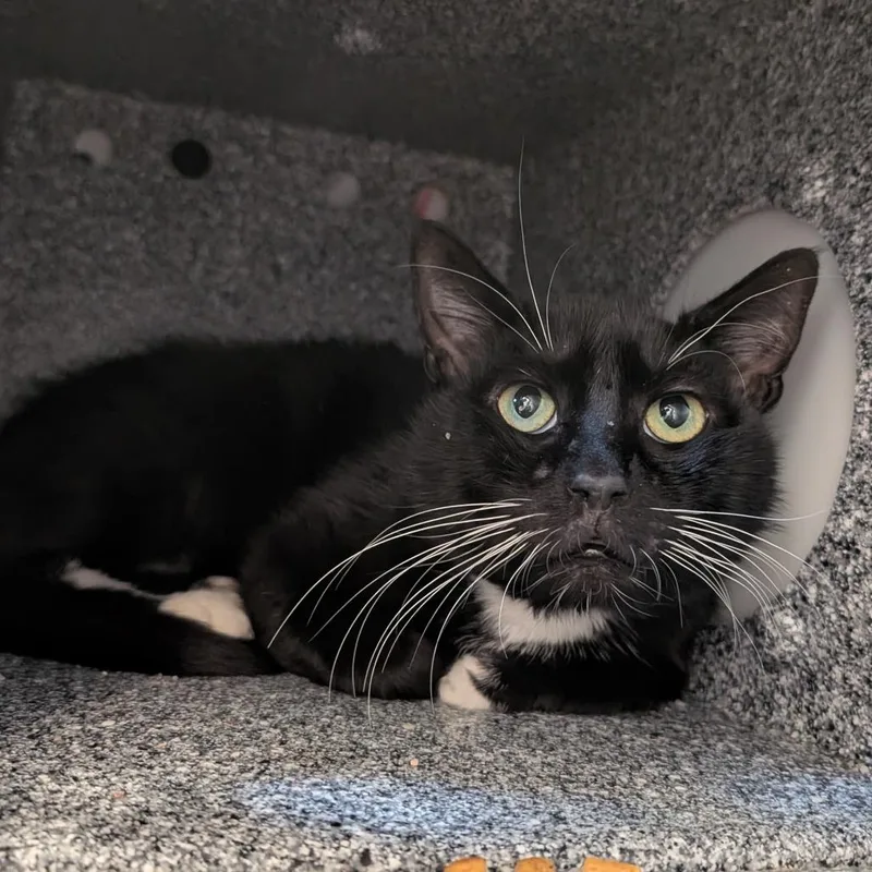 An adult large-sized male Black Domestic Short Hair cat named Mittens for adoption in Birdsboro, PA