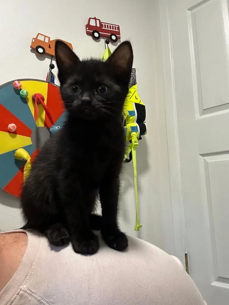 A baby medium-sized female Domestic Short Hair cat named Evie for adoption in Tampa, FL