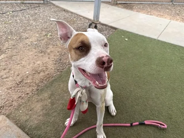 A young large-sized male Pit Bull Terrier dog named Antonio for adoption in Phoenix, AZ