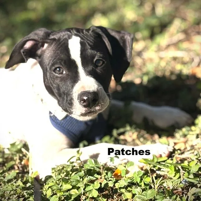 A baby medium-sized male Black Boxer dog named Patches for adoption in Palm Harbor, FL