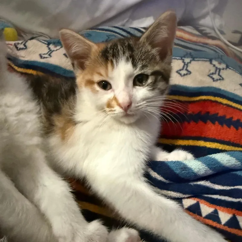 A baby small-sized female Brown / Chocolate Domestic Short Hair cat named Princess Helmet for adoption in Eaton Rapids, MI