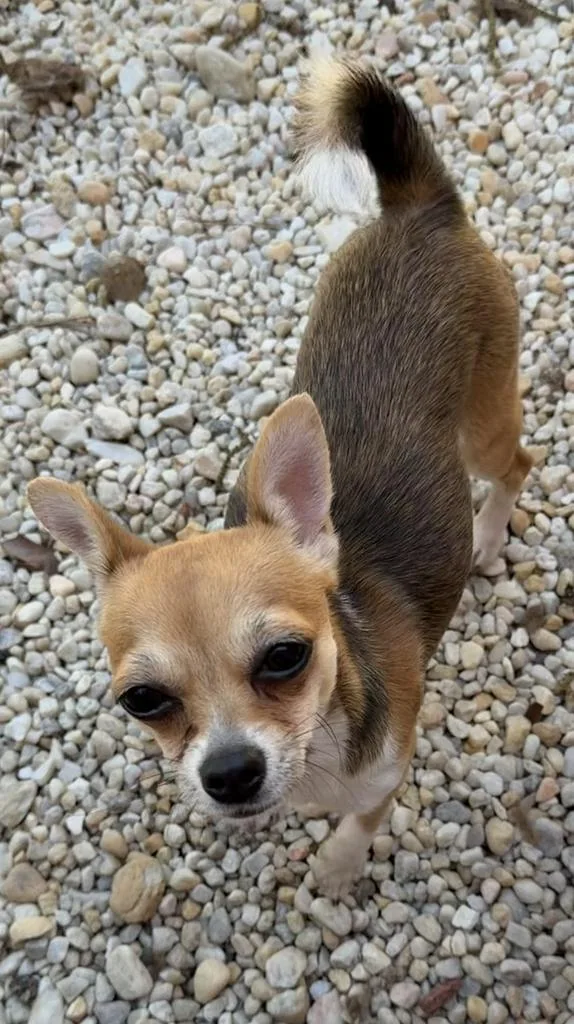 A baby medium-sized female Chihuahua dog named Sukie for adoption in Florence, SC