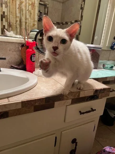 A young medium-sized male Domestic Short Hair cat named Tito Cl for adoption in San Antonio, TX