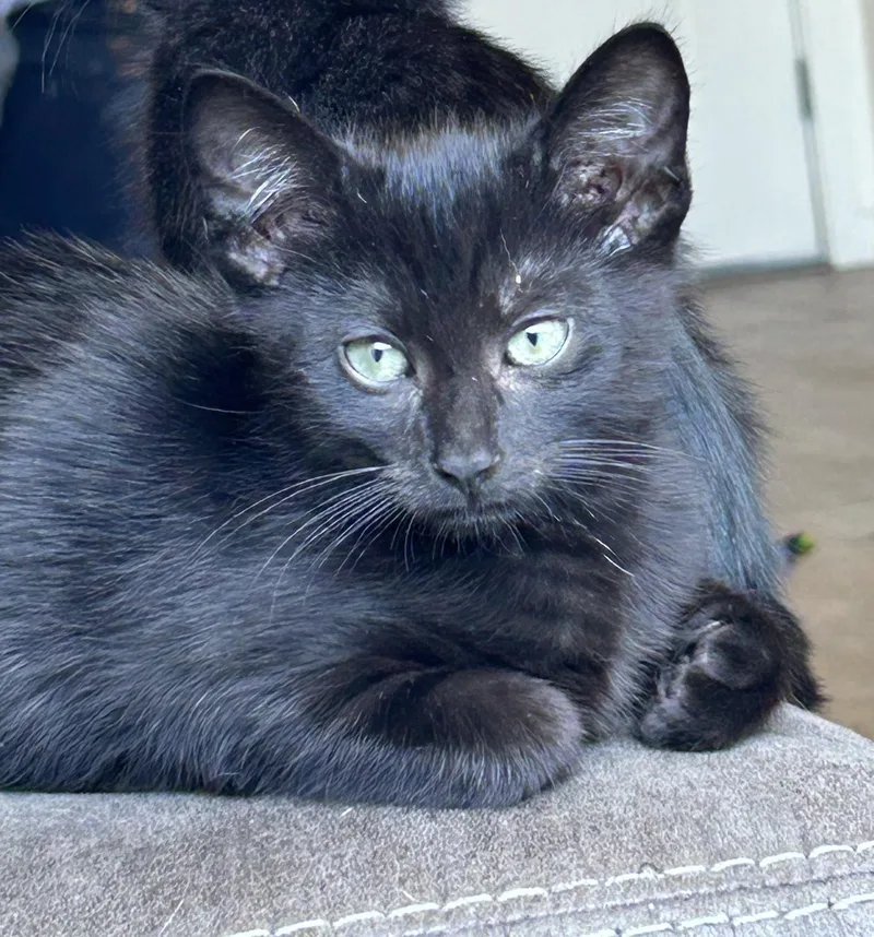 A baby small-sized male Domestic Short Hair cat named Salem for adoption in Chico, CA
