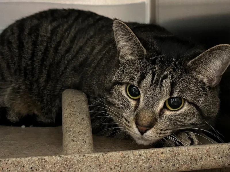 A young small-sized female Tabby cat named Gwendolyn for adoption in Powell, OH