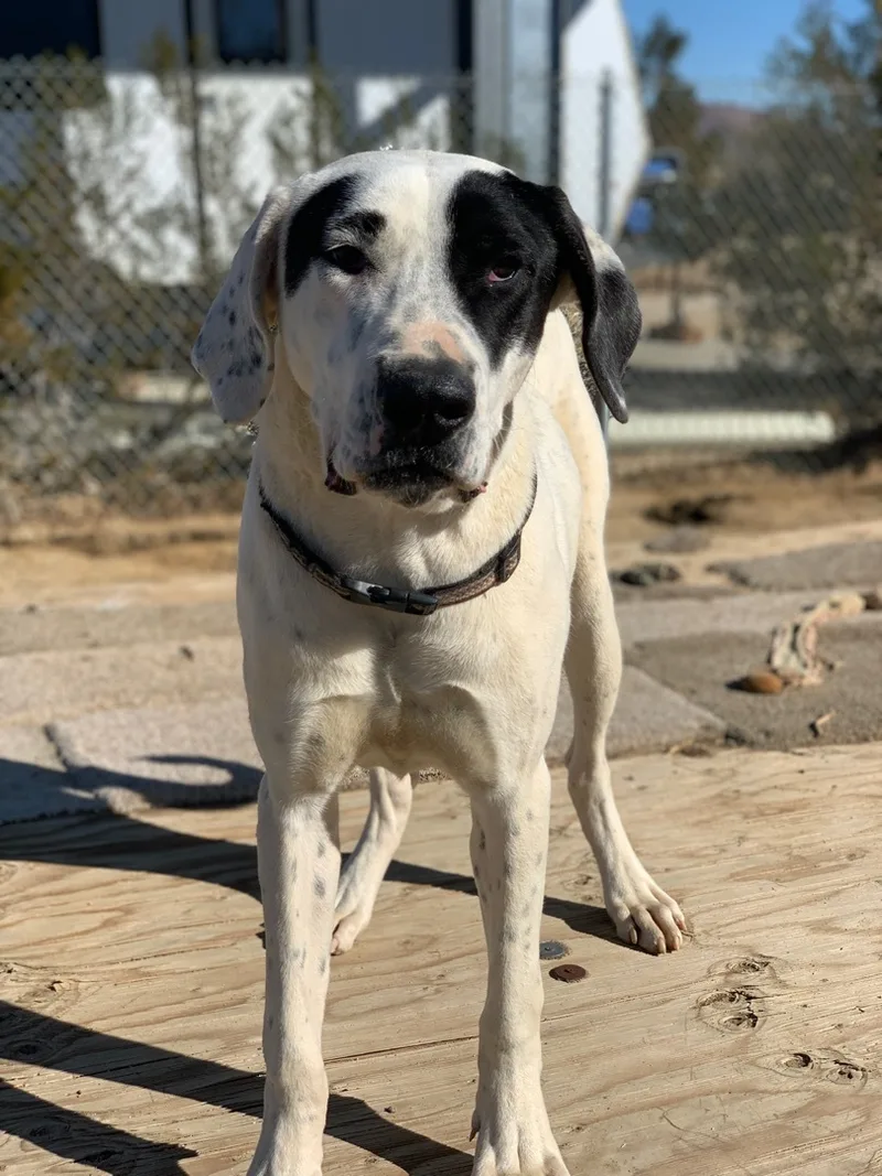 An adult extra large-sized female Bicolor Great Dane dog named Athena for adoption in Mojave, CA