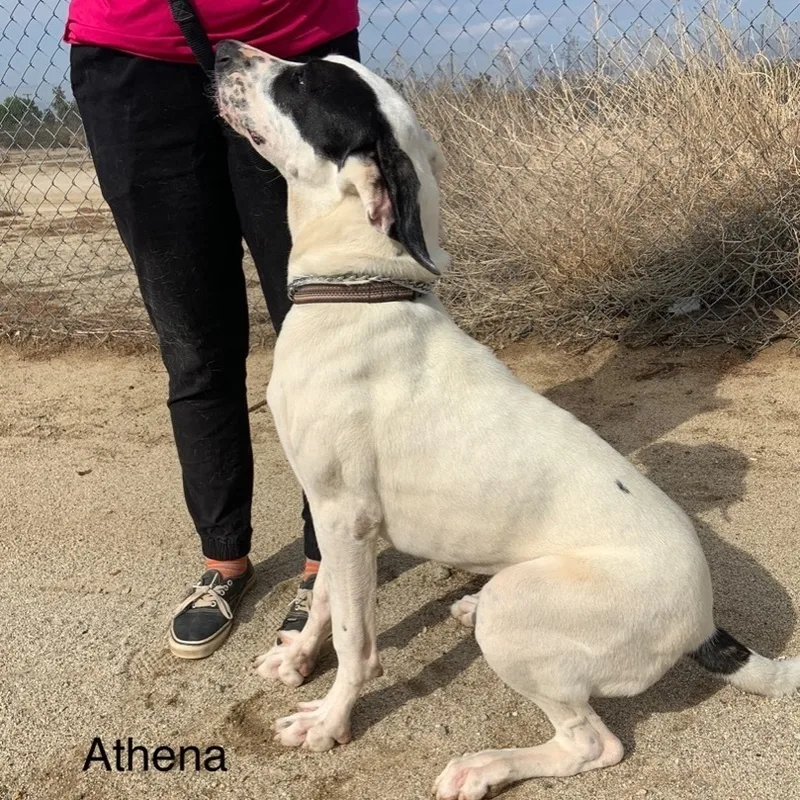 Athena thumbnail 2