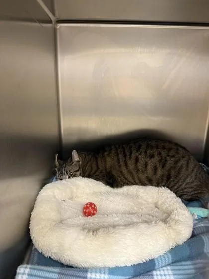 An adult medium-sized male Domestic Short Hair cat named Kylo for adoption in Longmont, CO