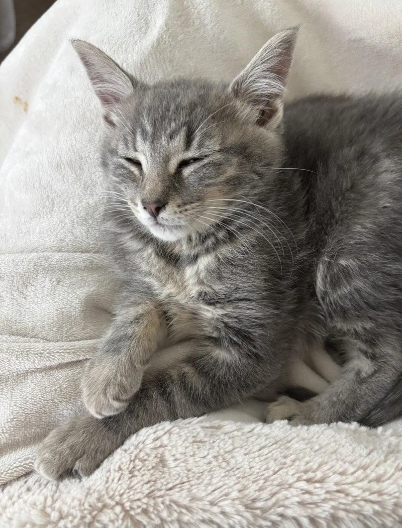 A baby medium-sized female Domestic Short Hair cat named Rita Marley for adoption in Walled Lake, MI