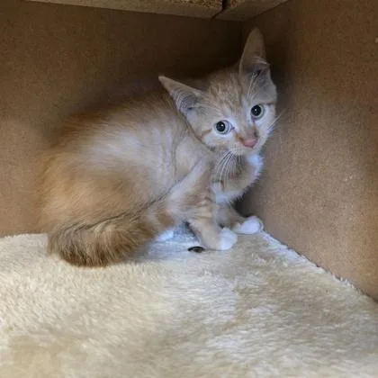 A baby small-sized female Domestic Short Hair cat named Rica for adoption in Janesville, WI