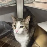 An adult large-sized male Tabby (Buff / Tan / Fawn) Domestic Short Hair cat named Monkey for adoption in Hilliard, OH