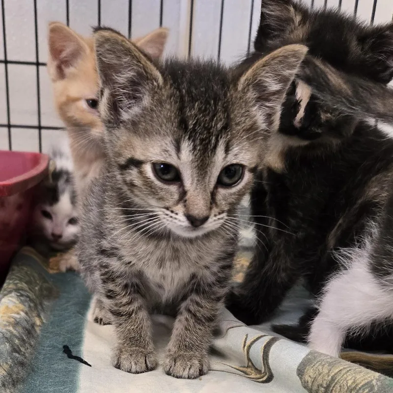 A baby small-sized female Gray / Blue / Silver Domestic Medium Hair cat named Blanche for adoption in Tawas City, MI