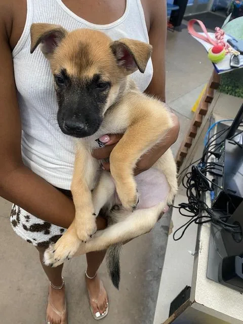 A baby large-sized female Mixed Breed dog named Cassie for adoption in Dallas, TX