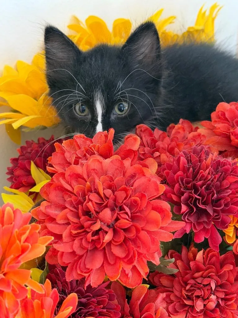 A baby small-sized female Domestic Long Hair cat named Lucky Badger for adoption in Ogden, UT