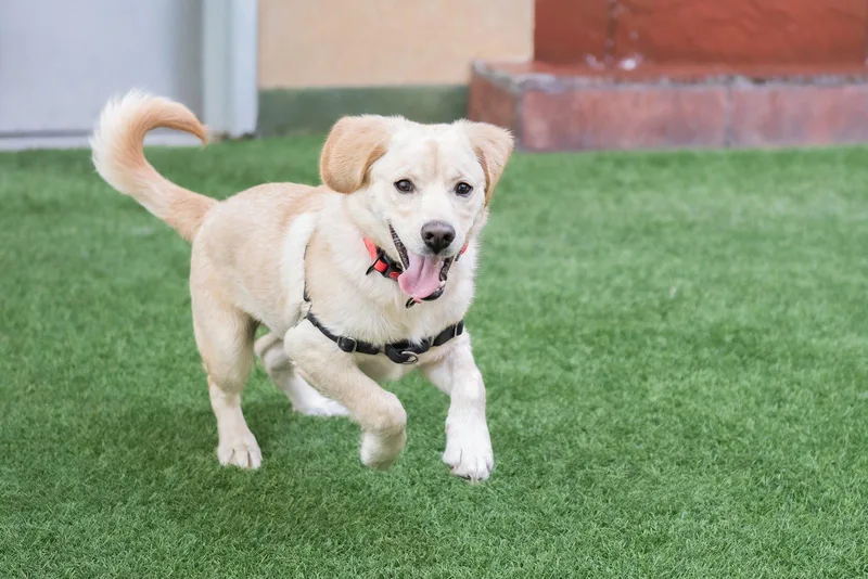 A young large-sized male Terrier dog named Sanji The Puppy! for adoption in Burlingame, CA