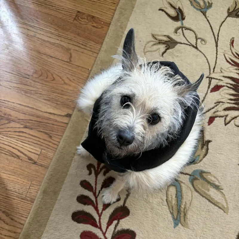 Princess thumbnail 2