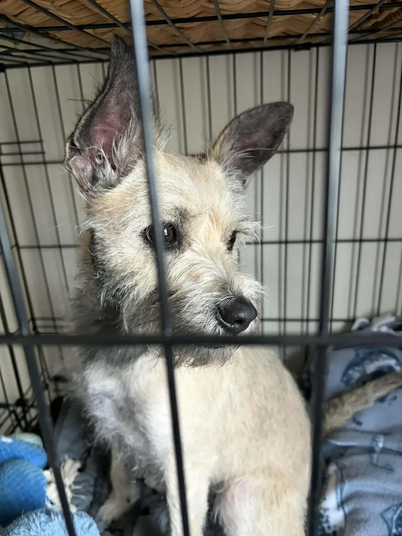 Princess thumbnail 3