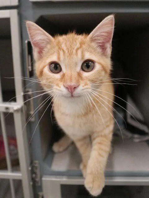 A young medium-sized male Tabby (Orange / Red) Domestic Short Hair cat named Kurt for adoption in Fruit Heights, UT