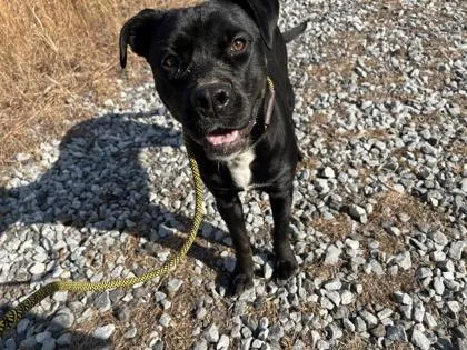An adult large-sized female Pit Bull Terrier dog named Suga Suga for adoption in Atlanta, GA