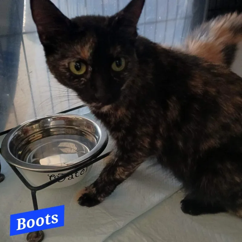 A young medium-sized female Domestic Short Hair cat named Boots for adoption in Parkville, MD