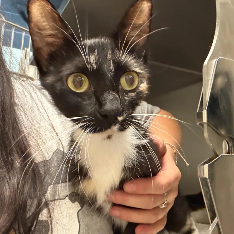 An adult medium-sized female Black Domestic Short Hair cat named Straythstreet for adoption in Columbus, GA