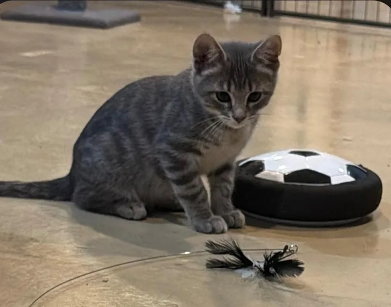 A baby medium-sized male Tabby (Gray / Blue / Silver) Domestic Short Hair cat named Onyx for adoption in Lincoln, NE