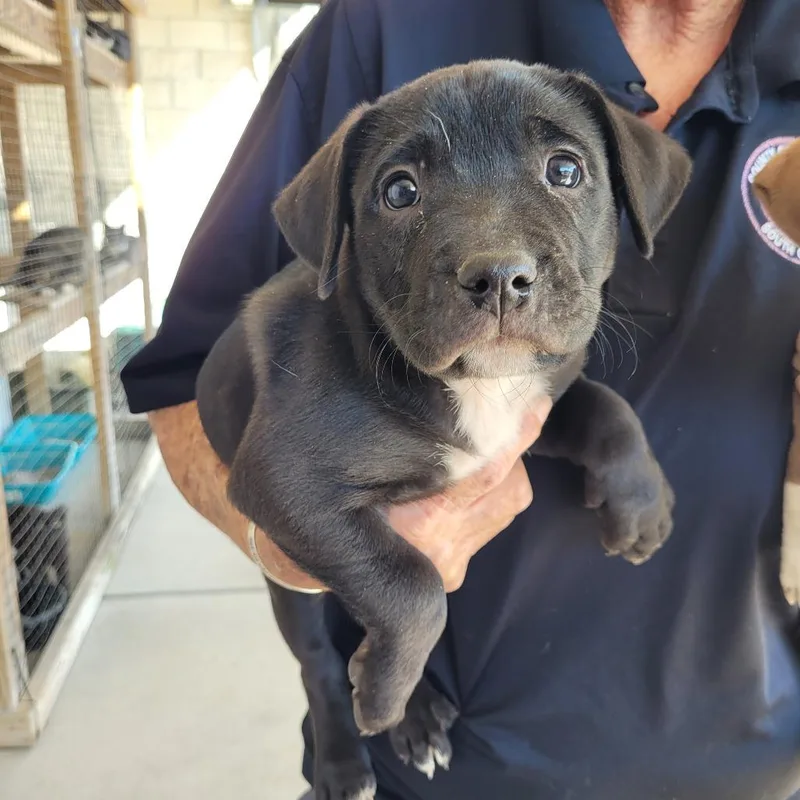 A baby medium-sized male Black Mixed Breed dog named Gert for adoption in Orangeburg, SC
