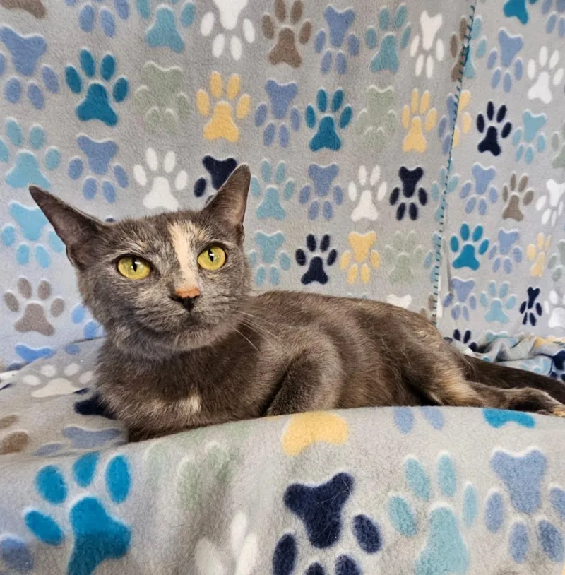 A young medium-sized female Domestic Short Hair cat named Alice for adoption in Wabash, IN