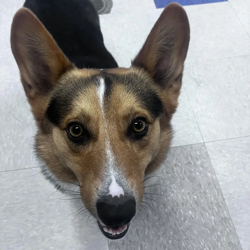 A young medium-sized male Black Cardigan Welsh Corgi dog named Rusty for adoption in Dixon, IL
