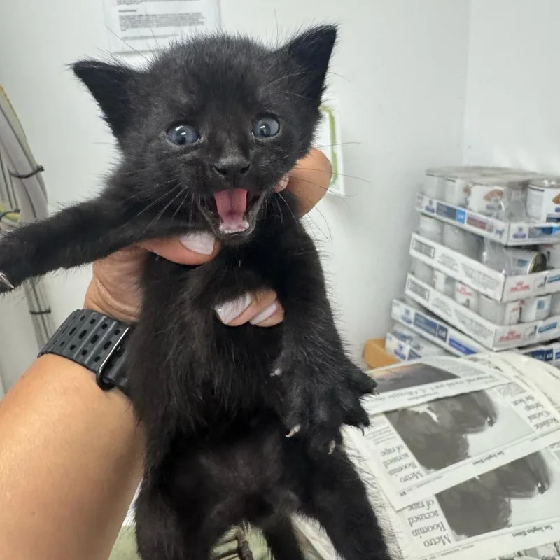 A baby small-sized male Black Domestic Short Hair cat named Zack for adoption in Los Angeles, CA