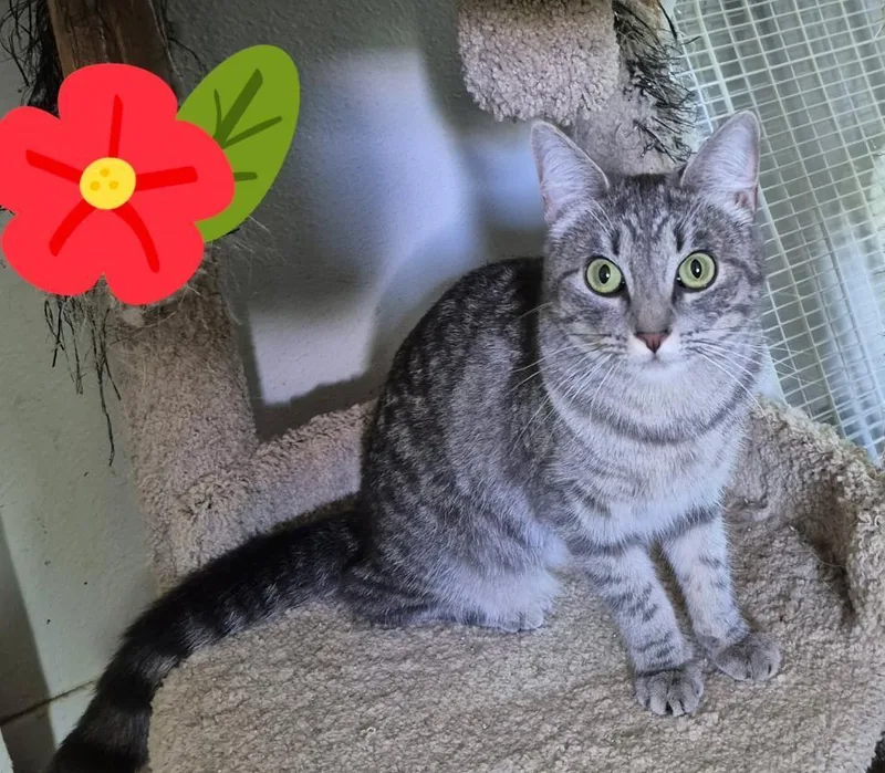 A young medium-sized female Tabby (Gray / Blue / Silver) Domestic Short Hair cat named Laci Mae for adoption in Terrell, TX