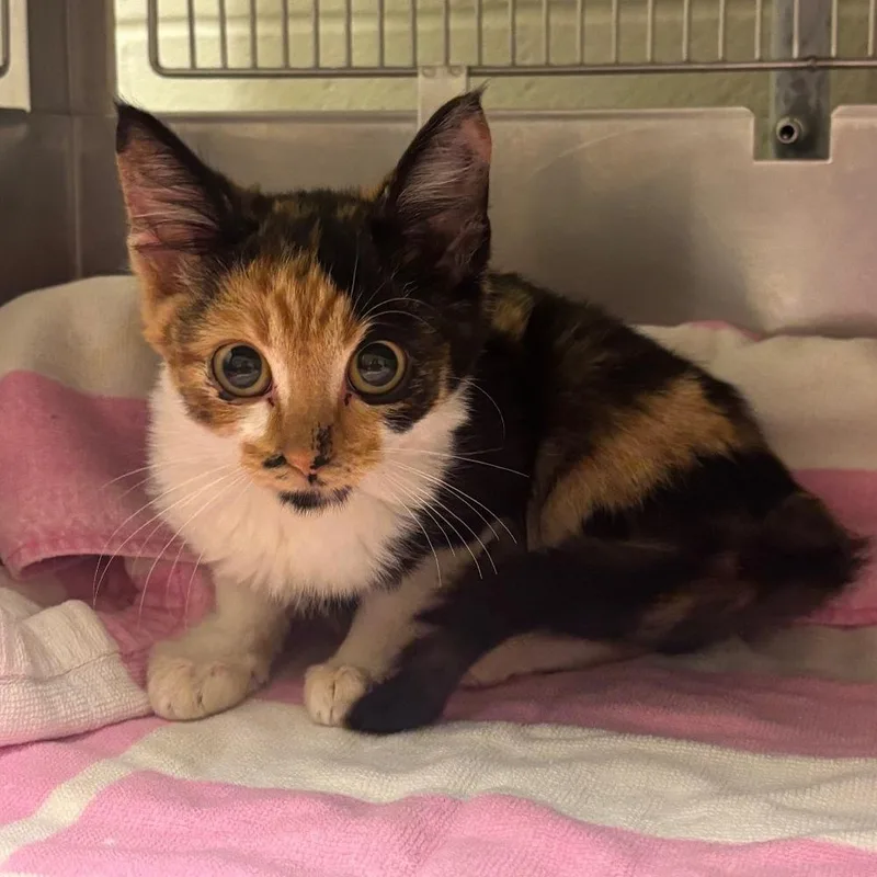 A baby small-sized female Domestic Short Hair cat named Morgan for adoption in South Bend, IN