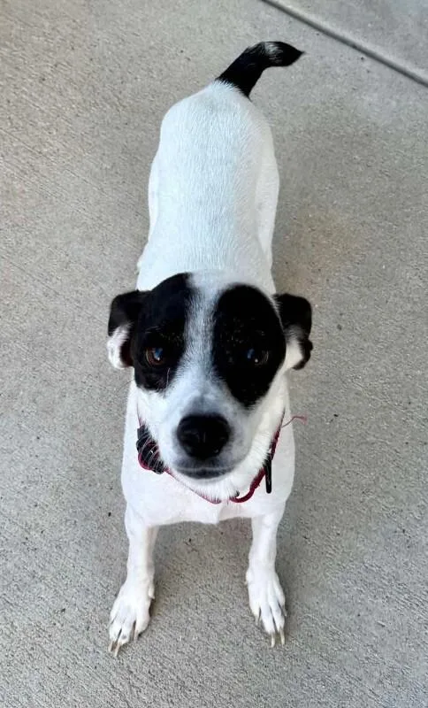 A young small-sized female Jack Russell Terrier dog named Flora for adoption in Windsor, CO