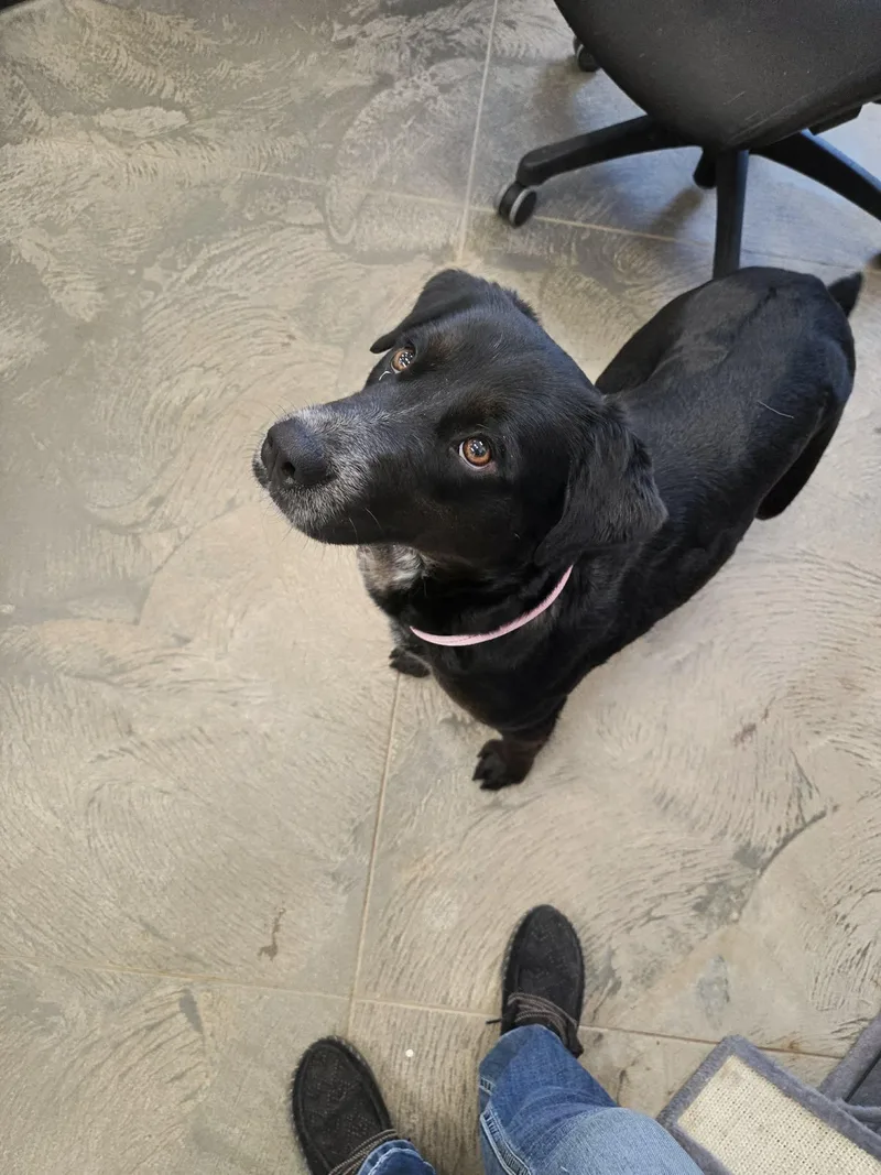 An adult medium-sized female Black Mixed Breed dog named Sally for adoption in Roosevelt, UT