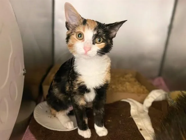 A baby small-sized female Domestic Short Hair cat named Maddie for adoption in Fort Wayne, IN