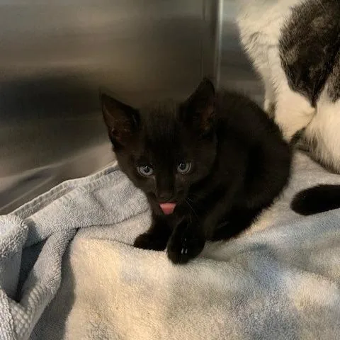 A baby small-sized male Black Domestic Short Hair cat named NCI Lakota for adoption in Port Washington, NY