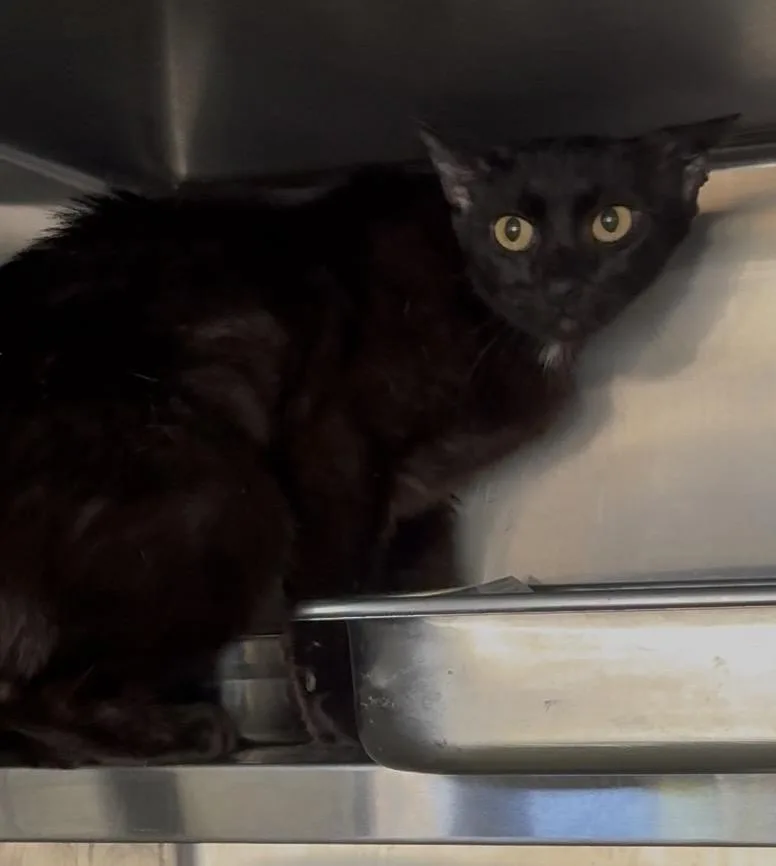 An adult medium-sized female Domestic Short Hair cat named Bubbles for adoption in Los Angeles, CA