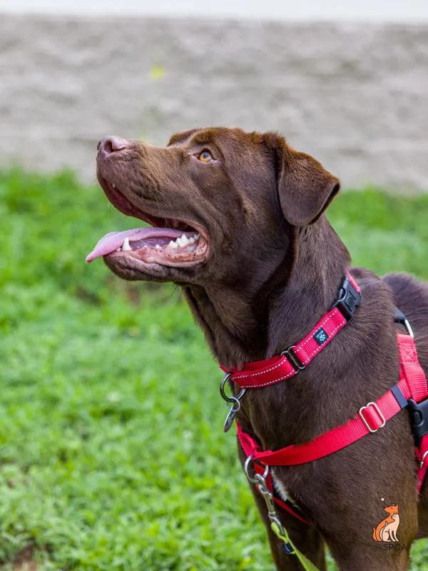 An adult large-sized male Labrador Retriever dog named Beamer for adoption in Roanoke, VA