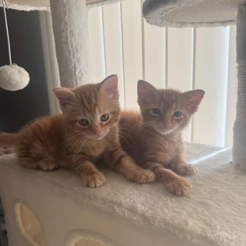 A baby medium-sized male Orange / Red Tabby cat named Blaze for adoption in Wyandotte, MI