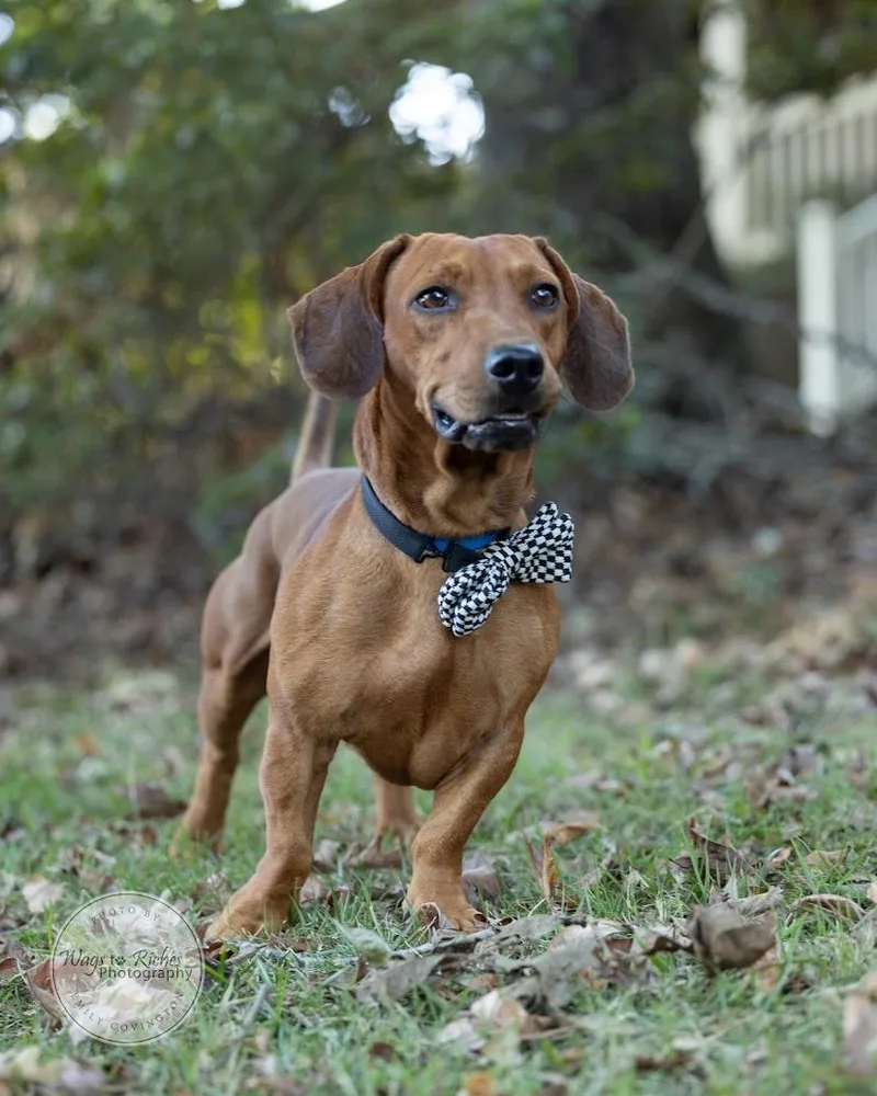 A young small-sized male Dachshund dog named Boone for adoption in Tuscaloosa, AL