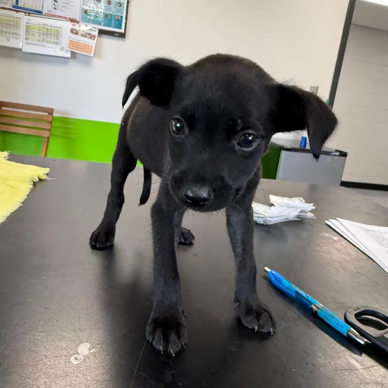 A baby medium-sized female Black Mixed Breed dog named Alice for adoption in Ponca City, OK