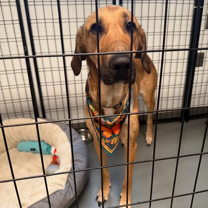 An adult medium-sized female Yellow / Tan / Blond / Fawn Hound dog named Archduchess for adoption in Austin, TX