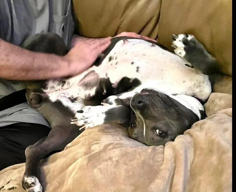 Gracie thumbnail 4